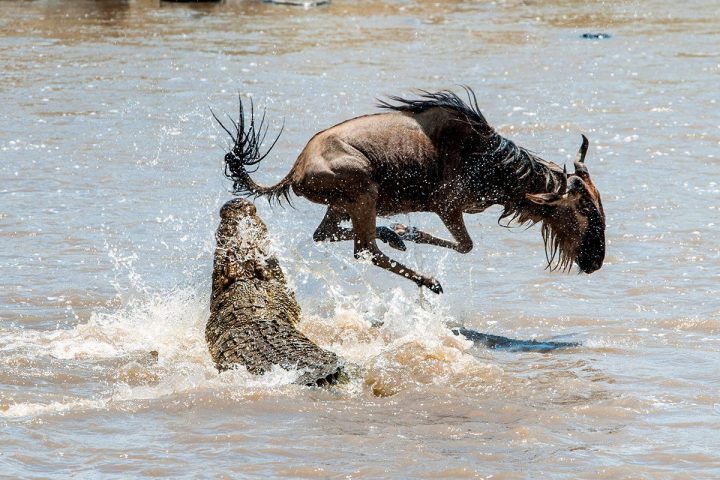 8 days safari