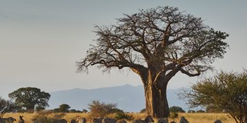 Animals-in-Tarangire-National-Park-a-good-reason-to-visit-the-National-Park