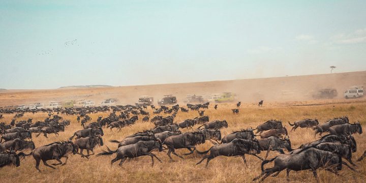 Great-wildebeest-Migrations