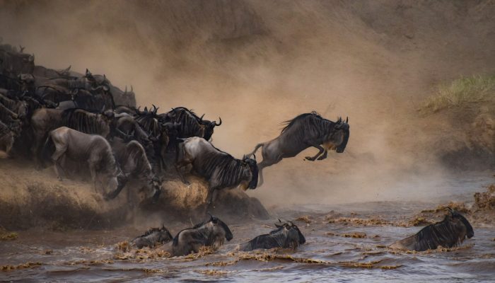 Serengeti Great Migration