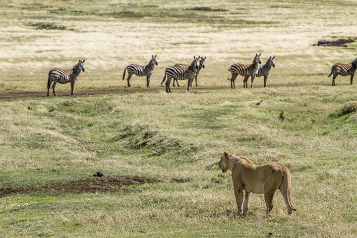 Tanzania-Camping-Safari