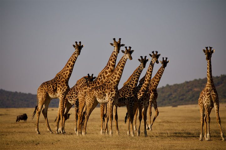 Tanzania Wildlife Safaris