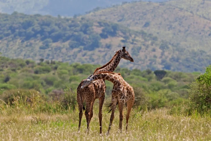 Tarangire Banner Image