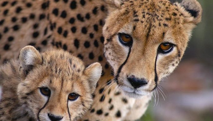 cheetah5
