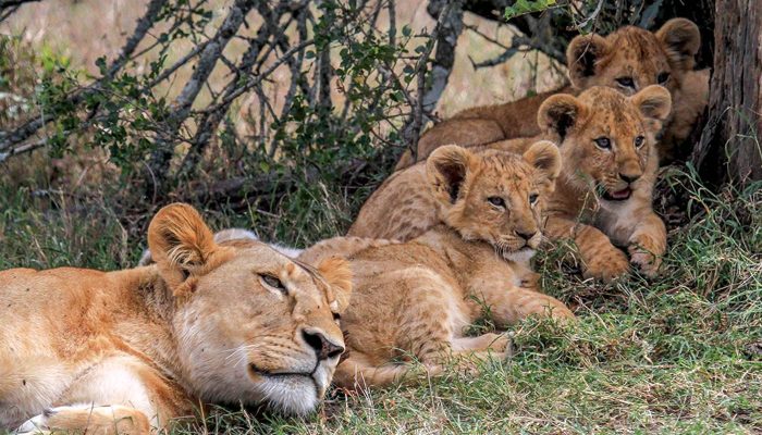 family safari