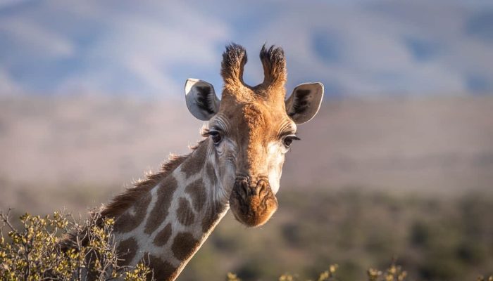 safari giraffee